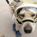 Vida de Frida Kahlo y su «querido» Diego Rivera se hace ópera