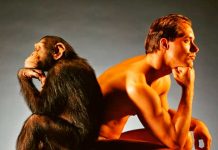 El Chimpancé es más fuertes que el hombre y ya ahora se sabe por qué