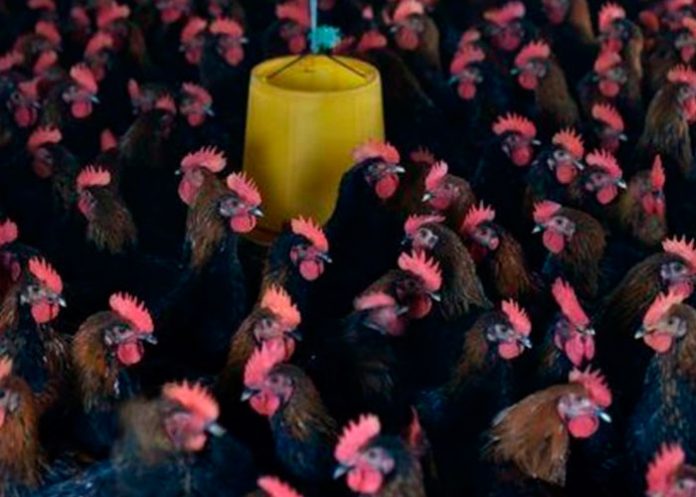 gallina
