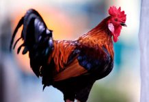 ¿Por qué los testículos de los gallos son importantes para nuestra salud?