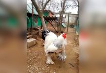 The Big Boss, el gallo gigante que revoluciona las redes