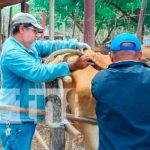 nicaragua, ganado, inseminacion, nandaime,