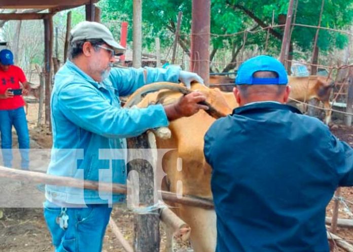 ganado-2 nicaragua, ganado, inseminacion, nandaime,