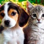 Un estudio científico reveló quién es más inteligente: ¿el gato o el perro?