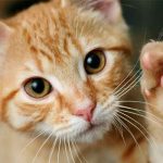 reino unido, gato sordo, lenguaje de senas, video, viral, tendencia, redes sociales,