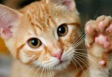 Video: Gatita sorda sorprende al comunicarse con lenguaje de señas reino unido, gato sordo, lenguaje de senas, video, viral, tendencia, redes sociales,
