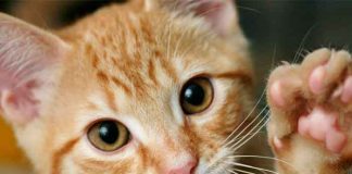 reino unido, gato sordo, lenguaje de senas, video, viral, tendencia, redes sociales,