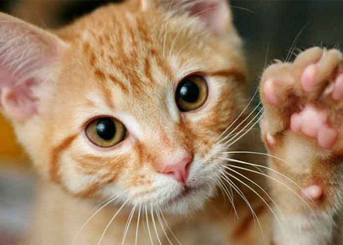 gato-lenguaje-de-senas- reino unido, gato sordo, lenguaje de senas, video, viral, tendencia, redes sociales,