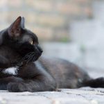 Hombre condenado a dos años y medio de cárcel por matar un gato en Perú