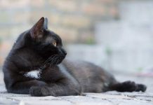 Hombre condenado a dos años y medio de cárcel por matar un gato en Perú
