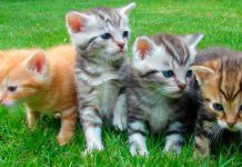 EEUU: Retiran 111 gatos de una casa en Ohio
