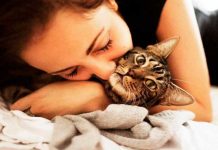 Esta es la terrible realidad detrás de los apretujones a los gatos