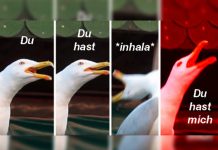Facebook: Este es el origen del meme de la gaviota que es furor en redes