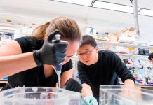 Nueva técnica genética revierte enfermedades en ratones sin dañar el ADN