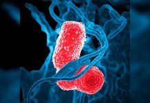Identifican nuevo antibiótico contra la gonorrea multirresistente