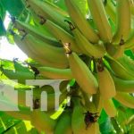 Misión técnica de Taiwán, INTA y MEFCCA capacitan a productores de plátanos en Granada Nicaragua, Granada, productores de plátanos, Inta,