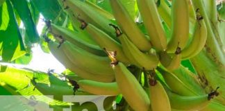 Nicaragua, Granada, productores de plátanos, Inta,