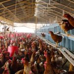 China cierra mercados de aves vivas por un brote de gripe