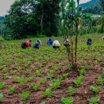 Guatemala: Envían a juicio a integrantes de red por saquear tierras a campesinos