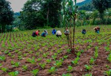 Guatemala: Envían a juicio a integrantes de red por saquear tierras a campesinos