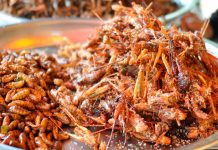 Los humanos del futuro tendrán que comer larvas y gusanos para evitar la desnutrición ciencia, alimentos, gusanos, humanos del futuro,