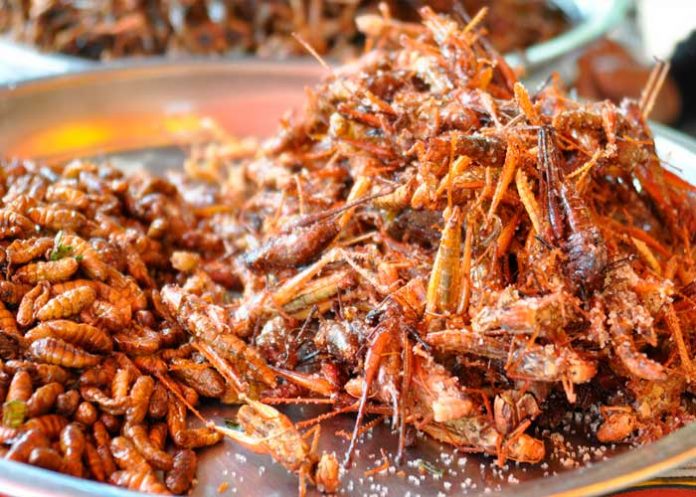 ciencia, alimentos, gusanos, humanos del futuro,