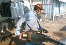 Nicaragua en la lucha contra el mosquito para evitar enfermedades