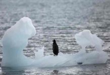 artico, hielo marino, cambio climatico,