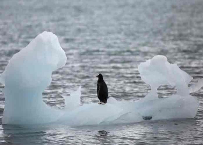 artico, hielo marino, cambio climatico,