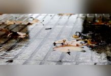 Descubren que las hojas en descomposición producen gases efecto invernadero