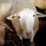 Un ‘hombre-cordero’ aterroriza a una aldea sudafricana