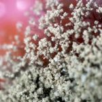 india, hongo amarillo, salud,