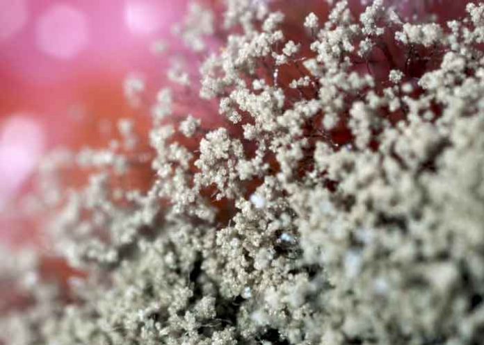 india, hongo amarillo, salud,