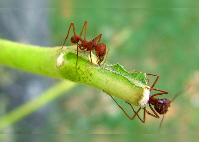 hormigas-plantas-portada