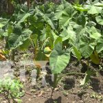 nicaragua, ometepe, huerto escolar, colegio, isla,