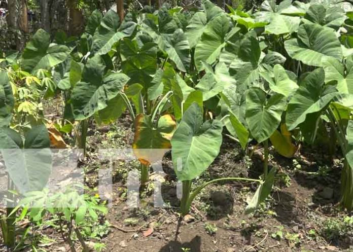 huerto-escolares-ometepe-2 nicaragua, ometepe, huerto escolar, colegio, isla,