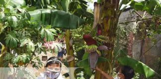 nicaragua, nandaime, huertos escolares, niños,