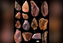 Fósil marroquí de Yebel Irhud confirma el origen panafricano del Homo Sapiens