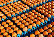 Huevos contaminados con un pesticida, un escándalo que sacude Europa