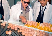 Científicos japoneses desarrollan medicinas en huevos de gallina