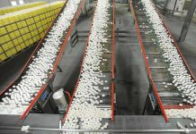 EEUU: Demandan a California por ley sobre huevo