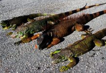 EE.UU: Residentes de Florida son atacados por iguanas descongeladas