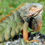 Científicos completan el «atlas de la vida» al trazar el mapa de vertebrados