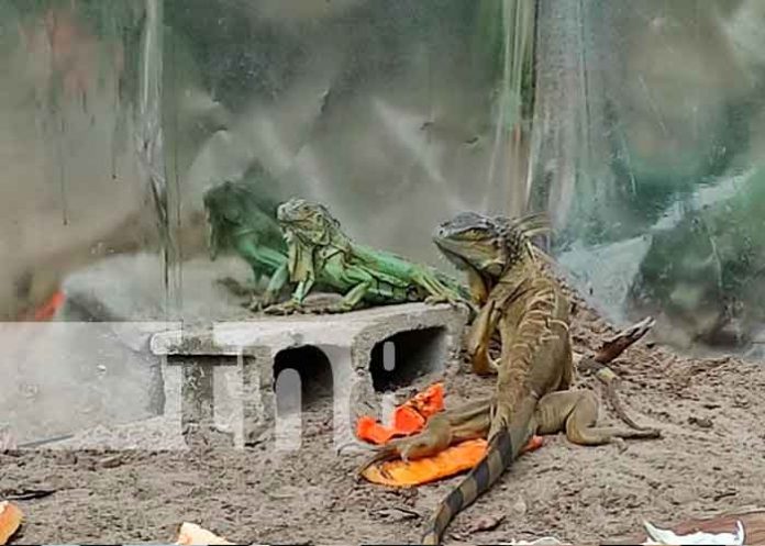 nicaragua, Siuna, gobierno, zoocriaderos,