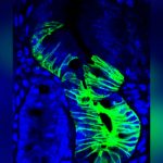 Descubren las células mas resistentes de nuestro cuerpo