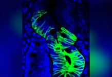 Descubren las células mas resistentes de nuestro cuerpo