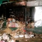 Incendio acaba con tramo en el mercado municipal de Granada