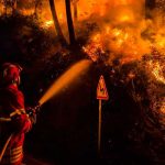 Portugal limitará eucaliptos para prevenir incendios