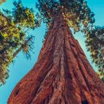 california, incendio, secuoya gigante,