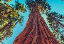 Hallan en California secuoya gigante que arde desde los incendios forestales del 2020 california, incendio, secuoya gigante,